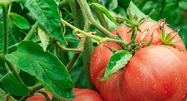 Les tomates Les tomates